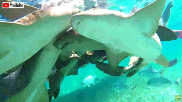 サメ団子というよりサメの壁 ベリーズの海でコモリザメといっしょに泳ぐとこうなる件 年6月15日 エキサイトニュース