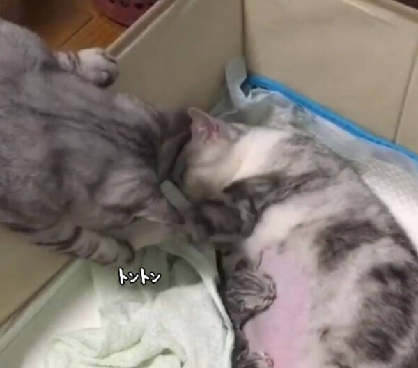 男前がすぎる 育児中の母猫にやさしくキスする父猫 年6月16日 エキサイトニュース