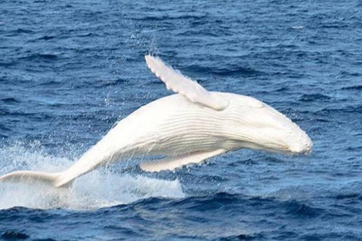 真っ白のクジラ 今年も元気に泳いでいた オーストラリア 年6月18日 エキサイトニュース