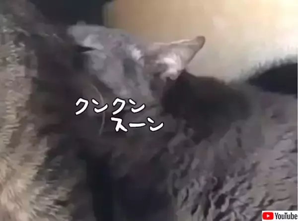 嗅がせてくれるのは親愛の証だけど、これはキツかった。猫の顔がゆがむフレーメン反応