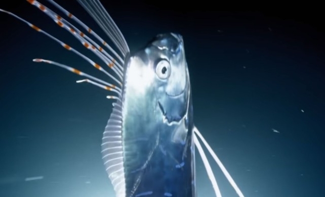 これぞまさに深海魚ルックス 見た目がアレすぎて残念な名前をつけられてしまった 骨ばった耳のクソ魚 16年2月19日 エキサイトニュース