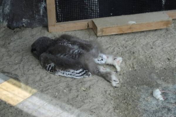 フクロウの赤ちゃんが行き倒れ いいえ違います 頭が重いのでうつ伏せで眠るのがデフォなんです 年6月25日 エキサイトニュース