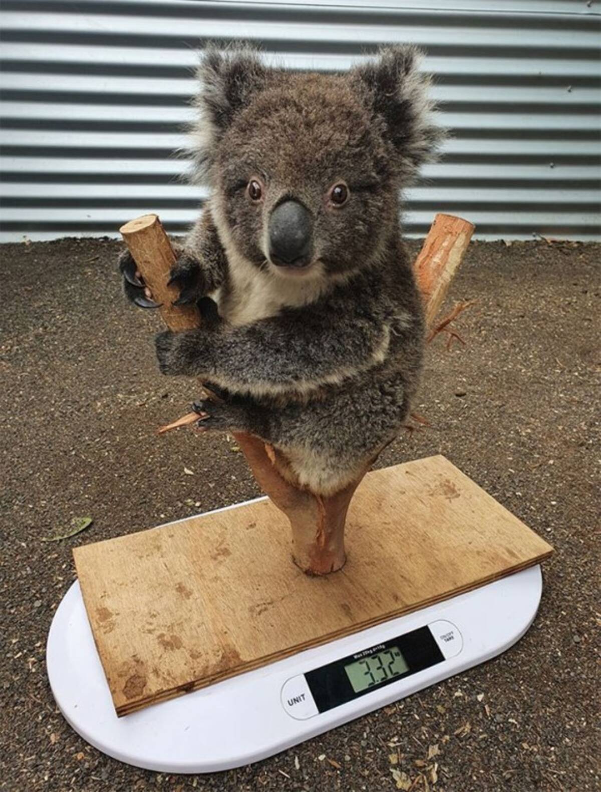 動物の体重ってどうやって測るの かわいすぎる動物たちの体重測定の様子を一挙公開 年6月28日 エキサイトニュース