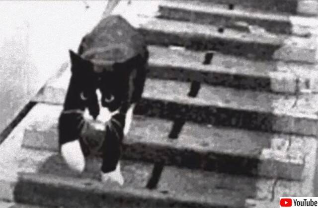 第二次世界大戦中 3度の艦船沈没を生き抜いた奇跡の船乗り猫 不沈のサム の物語 年7月23日 エキサイトニュース