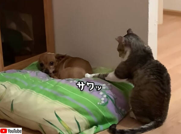 犬と心を通わせたい猫のソフトタッチング 年6月29日 エキサイトニュース