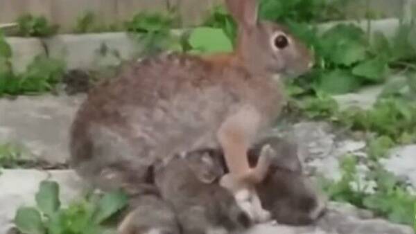 畑のそばに巣穴を作った野ウサギ母さん 子ウサギたちに献身的な愛を注ぐ 年7月2日 エキサイトニュース