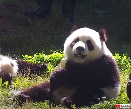 「飯食ったか？」パンダたちがモリモリとご飯を食べるだけの動画に癒やされよう！