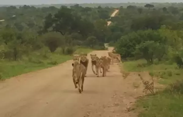 群れとはぐれたメスライオン、感動の再会へ（南アフリカ）