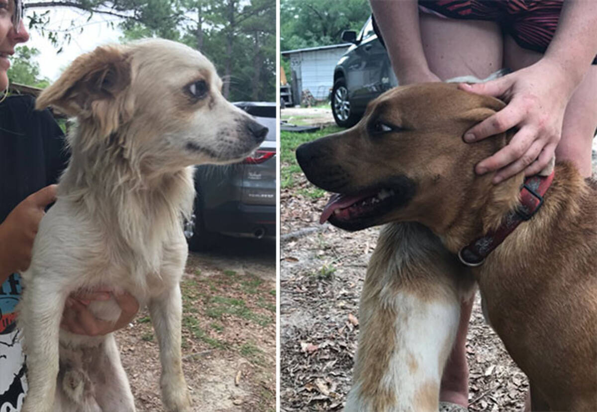 失踪した自閉症の3歳児を守り抜いていたのは2匹の愛犬だった アメリカ 年7月15日 エキサイトニュース