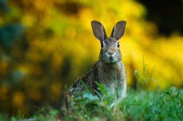 うさぎのウイルス感染症 ウサギエボラ がアメリカで急速に蔓延 感染力が高く致死率は9割 年7月8日 エキサイトニュース