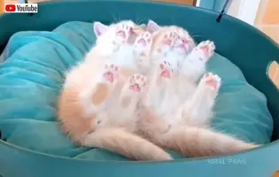 それは極上の3分間 マンチカンの子猫を愛でる時間がやってまいりました 18年12月23日 エキサイトニュース