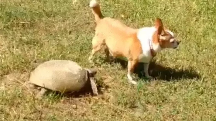 試される犬への愛情 飼い主がかまってくれないと隠れる犬 年6月7日 エキサイトニュース