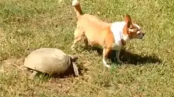 試される犬への愛情 飼い主がかまってくれないと隠れる犬 年6月7日 エキサイトニュース