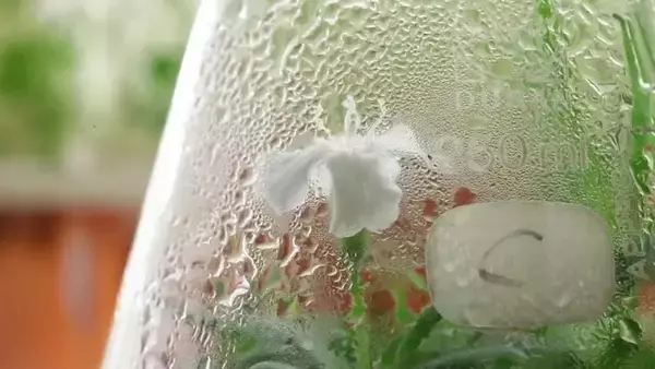 永久凍土に埋まっていた3万2000年前の植物を蘇らせることに成功。その秘密を探る研究が始まる