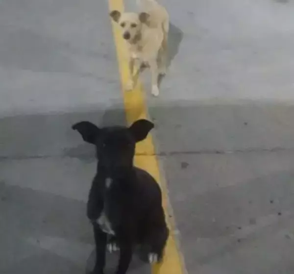 「私たちの家族になってください！」駐車場をさすらい飼い主を求めていた2匹の野良犬が保護されるまでの物語