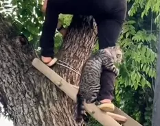 第二次世界大戦中 3度の艦船沈没を生き抜いた奇跡の船乗り猫 不沈のサム の物語 年7月23日 エキサイトニュース