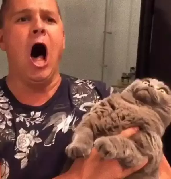 猫を抱き上げたら「シャーッ！」驚いた飼い主、オペラで威嚇返し