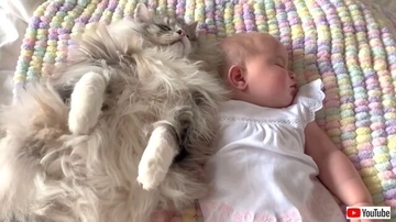 猫と赤ちゃん「安眠妨害しないでニャ！」寄り添って仲良くお昼寝中の寝顔が可愛すぎる件