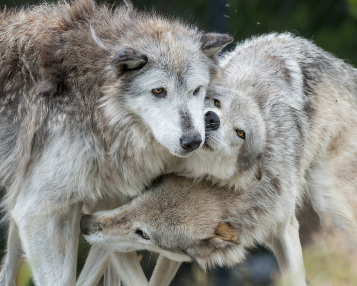 オオカミを導入してから25年 イエローストーン公園の生態系が安定したことを確認 アメリカ 年7月17日 エキサイトニュース