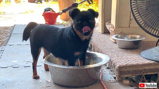 チワワにとっても小さ過ぎた 暑いのでプールに入ろうと思った犬 前足だけしか浸からずにショボン 2020年7月17日 エキサイトニュース