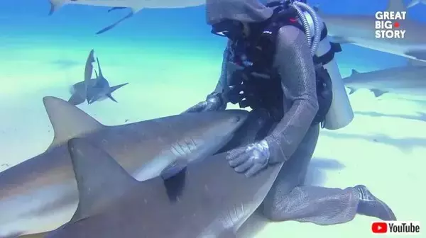 意外と人懐っこくって甘えん坊？ダイバーに膝枕を求めて来るバハマのサメたち