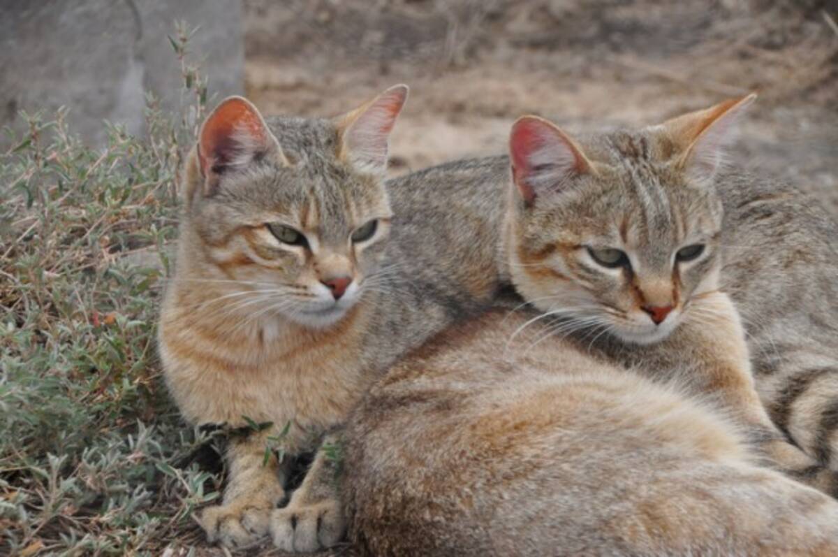 ヤマネコがいつ どのように人間の飼い猫になったのか 飼い猫のルーツを探る研究 ポーランド 年7月28日 エキサイトニュース