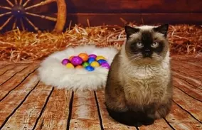 第二次世界大戦中 3度の艦船沈没を生き抜いた奇跡の船乗り猫 不沈のサム の物語 年7月23日 エキサイトニュース