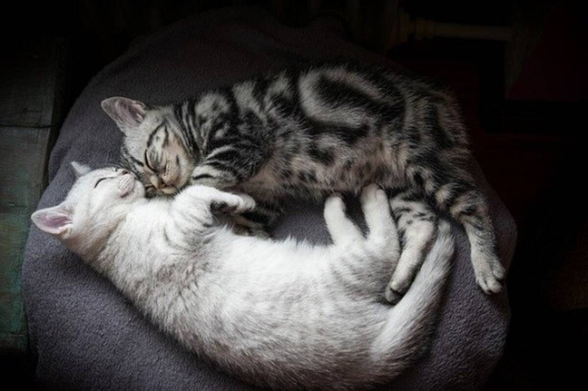 猫の柄って面白い トラ猫 三毛猫 サビ猫などなど 海外における猫の色や柄の見分け方 年12月13日 エキサイトニュース 3 4