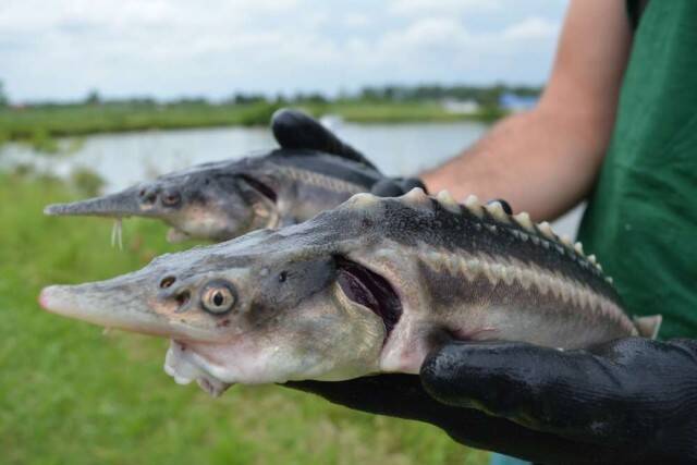 2種の絶滅危惧種をかけ合わせたところ、はからずもハイブリット魚が誕生してしまったようだ（ハンガリー）