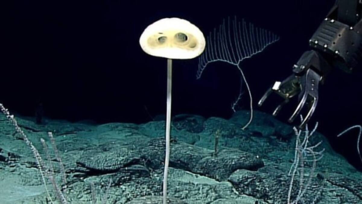 E T が深海にいた 不思議な形の新種の深海生物が発見される 米海洋大気庁 年7月24日 エキサイトニュース