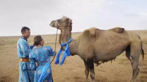 元の飼い主が忘れられず砂漠を100キロ歩いて戻ったラクダ（中国内モンゴル自治区）