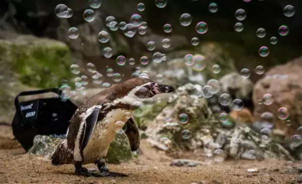 シャボン玉楽しい！ペンギンたちがヨチヨチシャボン玉遊び