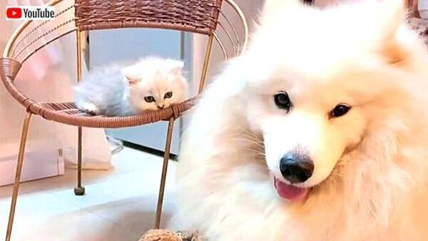 「今日もみんなお疲れさま！」サモエド犬と子猫がまったり過ごす優しい時間に癒されたい (2020年7月27日