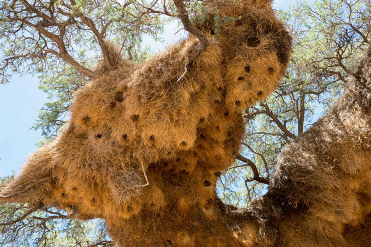 シャカイハタオリが建築した巨大な巣は 様々な種の居候が住み着いている件 21年1月1日 エキサイトニュース
