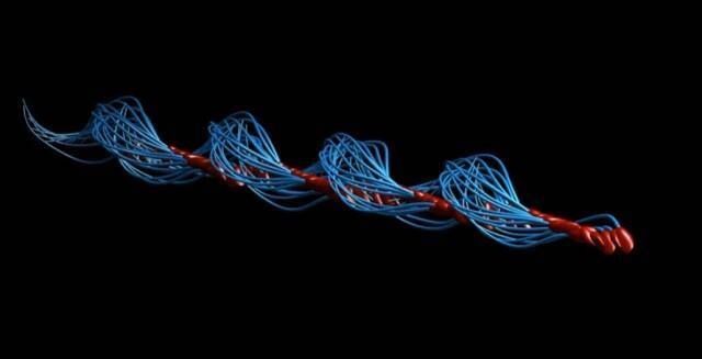 340年の常識がくつがえる。精子はコークスクリューのように回転しながら泳ぐことが判明(イギリス・メキシコ共同研究)