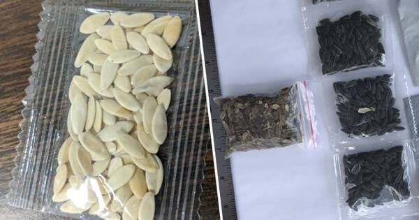 中国から届く 謎の種 の14種が アメリカで特定される キャベツ アサガオ バラなど 年8月7日 エキサイトニュース