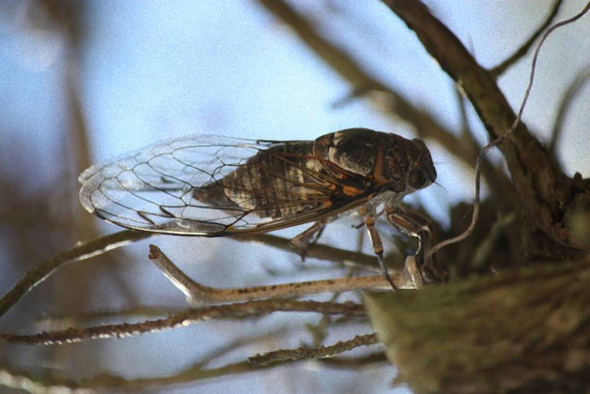 タチの悪い性病のごとくセミに感染し 次々とゾンビ化させる幻覚性菌類 米研究 年8月9日 エキサイトニュース