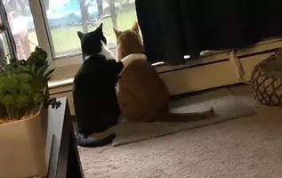 肥満猫のダイエット大作戦 様々なエクササイズに挑むもやる気が感じられないその姿に世界から励ましの声 アメリカ 19年11月3日 エキサイトニュース