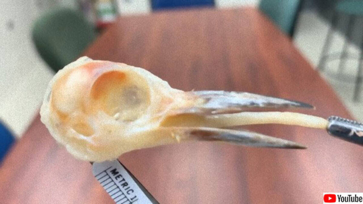 キツツキの長い舌は頭蓋骨に収納されていた その内部構造がすごい 年8月18日 エキサイトニュース