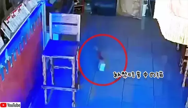 レジから現金を盗んでいたのは猫！しかも2回！その犯行の様子が監視カメラにとらえられていた