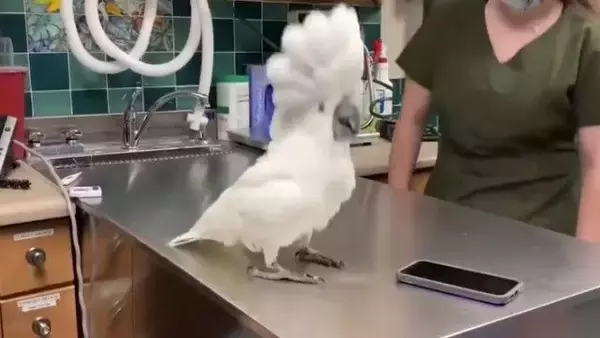 みんな揃ってヘドバンダンス。オウム、獣医さんたちとダンスをする