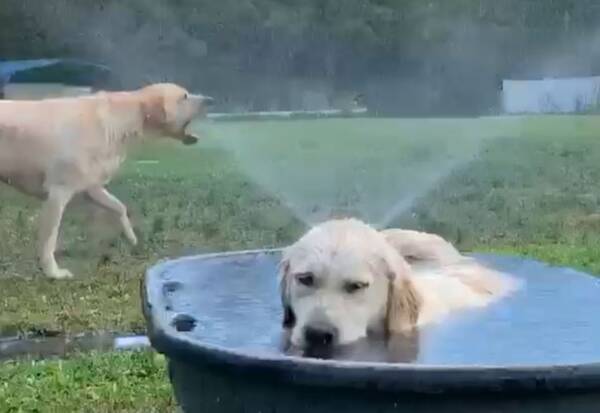 この世には2種類の犬がいる 動く犬 静かなる犬 年8月日 エキサイトニュース