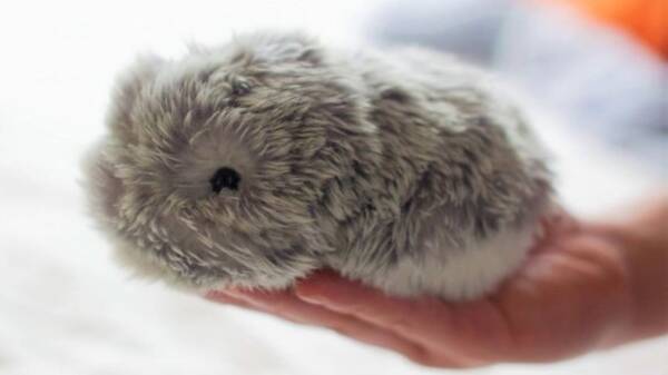 本物の小動物みたい 仕草も鳴き声も愛くるしい もふもふのaiペットロボット モフリン が販売決定 年8月22日 エキサイトニュース