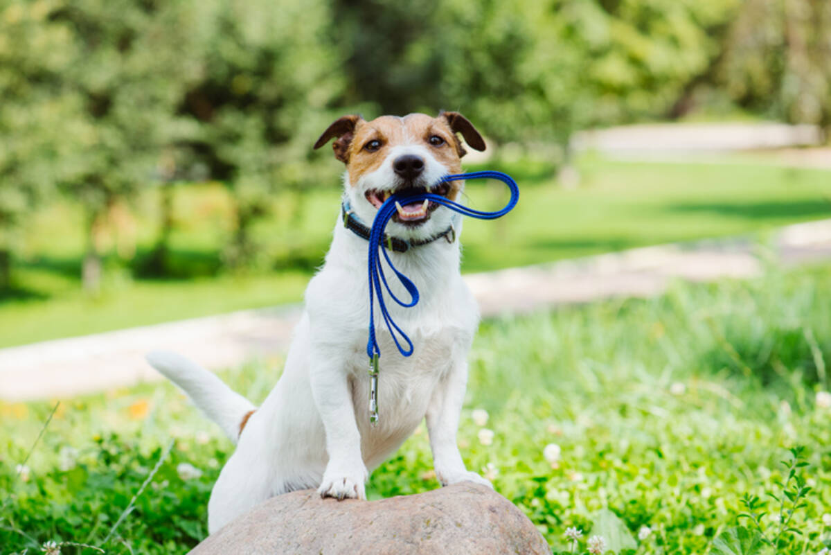 ペットはかわいいおもちゃではない ドイツで犬の散歩を義務化する動き 1日2回合計1時間を目安 年8月21日 エキサイトニュース