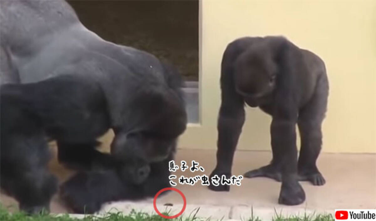 真の強者のやさしさ シルバーバックのゴリラの小さな虫に対する反応 年9月7日 エキサイトニュース