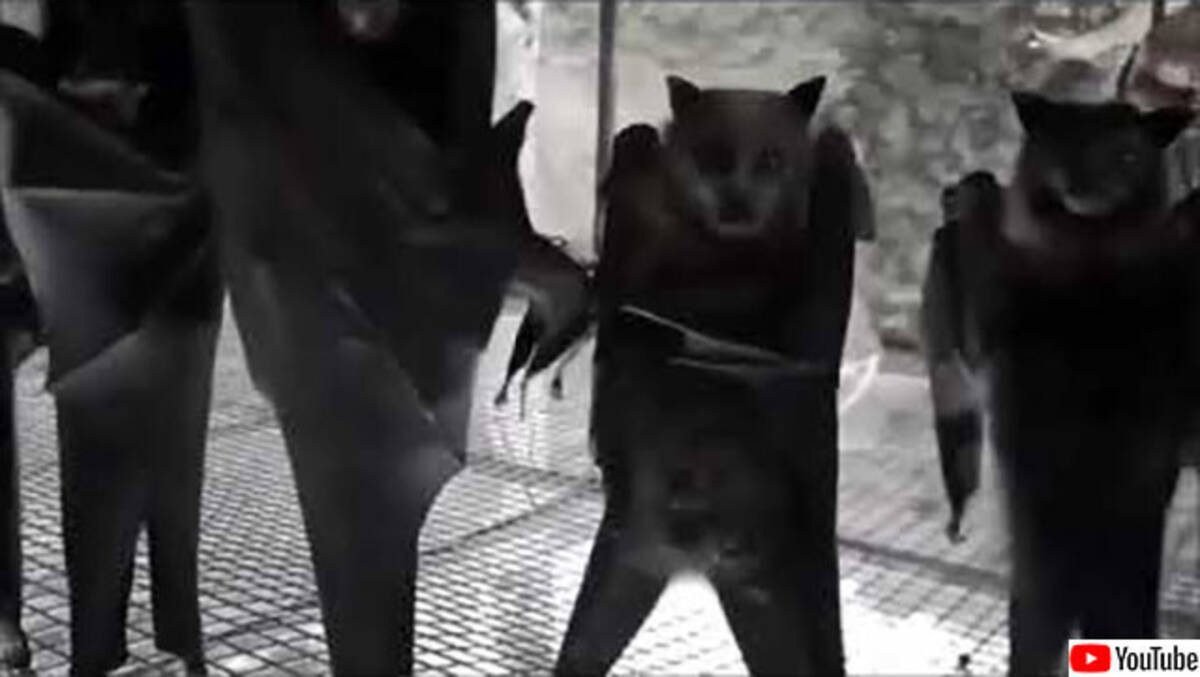 逆さまのコウモリを逆さまにした映像がとてつもなくロックだった 年8月24日 エキサイトニュース