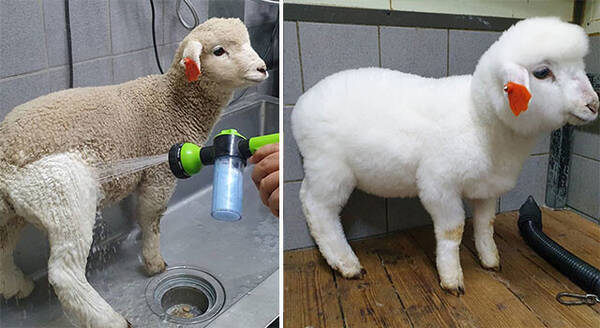 もふもふ真っ白の別羊に変身！シャワーを浴びた羊のビフォア・アフター（羊カフェ）