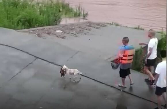 母犬 氾濫した川に取り残された残りの我が子を命がけで救い出す 年8月25日 エキサイトニュース