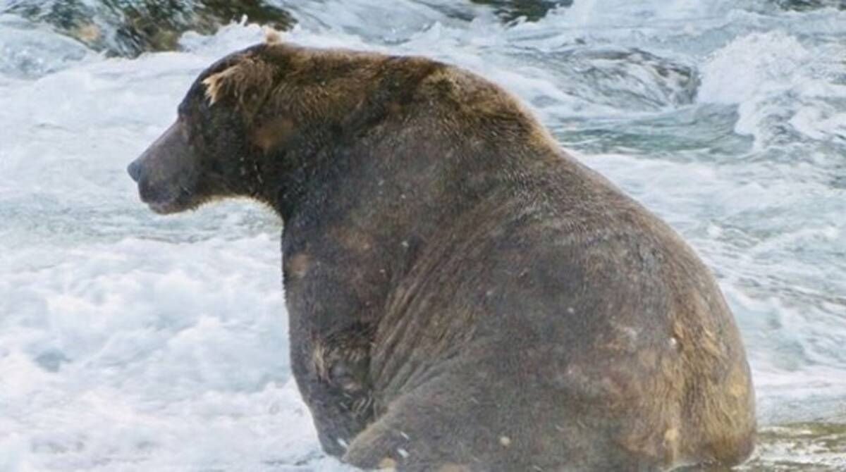 食べ過ぎちっち サケを大量に食べて太り過ぎたクマ 崖を登るのも一苦労 アメリカ 年8月28日 エキサイトニュース