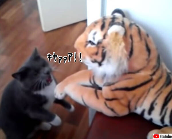 ヒンッ 私の敵ではない ぬいぐるみの虎に怒涛の猫パンチを浴びせる猫 年9月2日 エキサイトニュース ヒンッ 私の敵ではない ぬいぐるみの虎に怒涛の猫パンチを浴びせる猫 年9月2日 エキサイトニュース